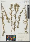Foto von Salix alba subsp. alba L.